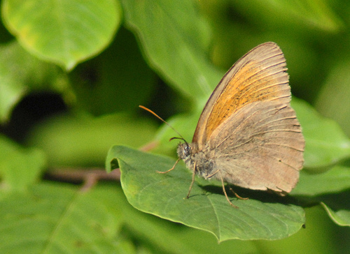 Lepidottero da identificare